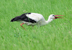 Storch in den Elbwiesen bei Werben.