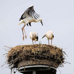 Jungstörche im Nest - Hansestadt Werben.