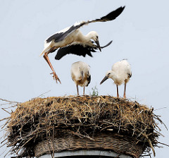 Jungstörche im Nest - Hansestadt Werben.
