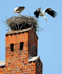 Storchennest auf dem Tangermünder Rathaus - Abflug eines Storchs, ausgebreitete Schwingen, Flügel.