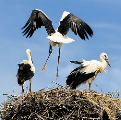 Flugversuch eines Jungstorchs im Nest in Hamburg Altengamme.