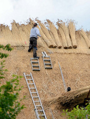 Ein Reetdach eines Bauernhauses wird neu gedeckt - Dachdecker in Seestermühe bei der Arbeit