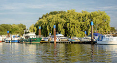 Sportboothafen in der Billwerder Bucht in Hamburg Rothenburgsort - Motorboote am Steg; eine grosse Weide am Ufer.