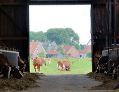 Kuhstall und Kühe auf der Weide - Bilder aus Seestermühe, Kreis Pinneberg.