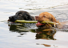 Zwei Hunde schwimmen mit einem Stock in der Elde.
