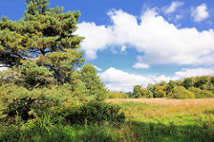 Wiese mit Bäume an der Alster in Henstedt-Rhen; blauer Himmel, weisse Wolken.