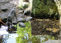 Der Hund einer Spaziergängerin trinkt aus der Alterquelle in Rhen / Henstedt-Ulzburg.