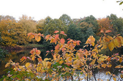Herbstbäume am Seeufer von Hamburg Bramfeld.