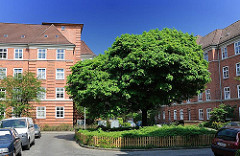 Wohnen in der Hansestadt Hamburg - Strassenbäume im Wohngebiet, Wohnanlage Leverkusenstieg, Bessemerweg - HH-Bahrenfeld.