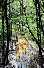 Lauf vom Bach Bredenbek in Hamburg Bergstedt.