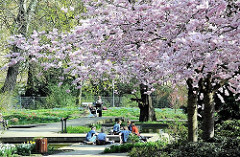 Frühling in Hamburg - blühende japanische Zierkirschen in der Sonne der Grünanlage in Hamburg St. Pauli - ParkbesucherInnen sitzen in der Sonne.