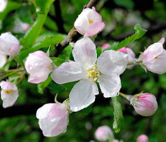 Blühender Apfelbaum am Frühlingsmorgen - Tautropfen auf der weit geöffneten Apfelblüte.