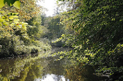Dicht bewachsenes Ufer der Alster - Bäume und Wald am Alsterufer in Hamburg Lemsahl Mellingstedt.