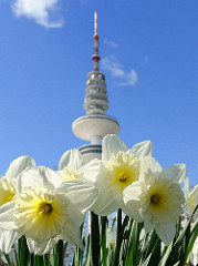 Hamburg im Frühling - blühende Osterglocken, Narzissen in Planten un Blomen - Fersehturm vor blauem Himmel.