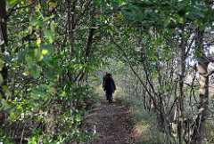 Schmaler Pfad durch das Naturschutzgebiet - Wandern im Duvenstedter Brook.