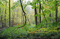 Laubbäume im Wohlstedter Wald.