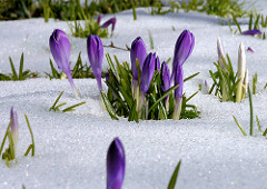 Krokusblüte im Schnee - winterlicher Frühling in Hamburg.