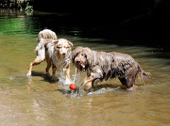 Hunde spielen bei warmen Wetter in der Alster - Naherholungsgebiet Oberalster, Gemeinde Tangstedt (Stormarn).
