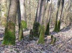 Stadtteil Hamburg Hummelsbüttel - Bäume mit Moos in der  Sievertschen Tongrube, geologisch botanisches Naturdenkmal