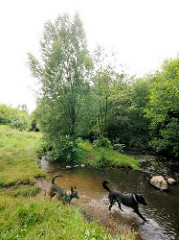 Hunde spielen im Wasser der Tarpenbek - Bilder aus Hamburg Niendorf.