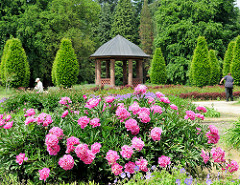 Pavillon im Schulgarten des Volksparks in Hamburg Bahrenfeld, Bezirk Altona; üppig blühende Bauernrosen - Blumenbeete im Schulgarten.