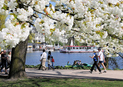 Hamburger Frühling, weisse Blüten der japanischen Zierkirsche - SpaziergängerInnen auf dem Alsterweg - Alstedampfer auf der Aussenalster.