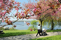Frühling in Hamburg - Kirschblüte an der Alster - Japanische Kirschen blühen am Alsterufer - Spaziergängerin mit Kinderkarre in der Sonne.