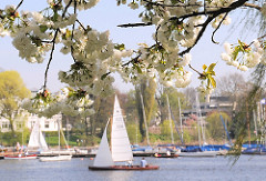 Zweige von japanischen Zierkirschen am Ufer der Alster - Bilder der Kirschblüte in Hamburg - Segelschiffe auf der Alster.