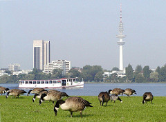 Graugänse weiden auf der Alsterwiese am Ufer der Aussenalster in Hamburg Hohenfelde. Ein Alsterdampfer fährt Richtung Winterhude - im Hintergrund das Hamburg Panorama mit Fernsehturm.