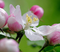 Frühlingsfoto - Apfelblüte und Knospen eines Apfelbaums - Blütenstempel, Nahaufnahme