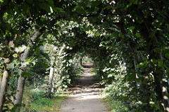 Laubengang Linden im Wacholderpark. Grünanlagen in Hamburg Bezirk Hamburg Nord Stadtteil Fuhlsbüttel.