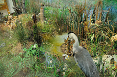 Ausstellungsraum im Nturschutzinformationshaus Duvenstedter Brook. Graureiher am Teich.