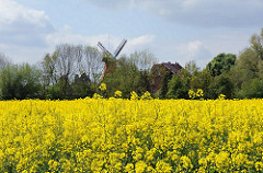 Frühling in Hamburg - Rapsfeld bei Hamburg Reitbrook - Reitbrooker Mühle