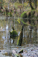 Baumstümpfe im Wasser - Naturschutzgebiet Duvenstedter Brook