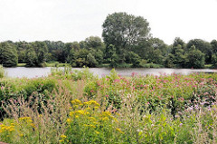 Blühende Pflanzen am Ufer des Rückhaltebecken in das die Tarpenbek in Hamburg Langenhorn fliesst.