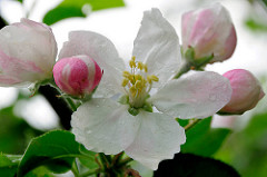 Geöffnete Apfelbüte und Knospen - Frühlingsboten.
