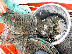 Der Fischer holt seine Reuse ein - die gefangenen Fische werden in die Bünn gekippt.