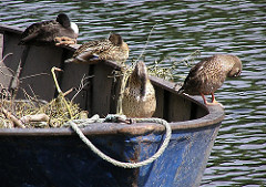 Enten ruhen oder putzen sich an Bord einer Schute am Ufer des Isebekkanals - Bilder aus HH-Eimsbüttel.