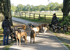Hundeauslauf beim Kupferteich - ein grosses Rudel Hunde mit Hundeführerin.