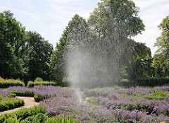 Blühender Lavendel im Harburger Stadtpark - Bewässerungsanlage.