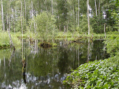 Naturschutzgebiet Duvenstedter Brook