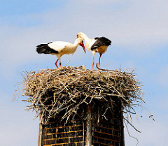 Storchenpaar im Nest auf der Spitze eines alten Schornsteins - Fotos aus Hamburg Neuengamme.