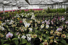 Gartenbau in Hamburg Reitbrook - Treibhaus mit Orchideen Pflanzen.