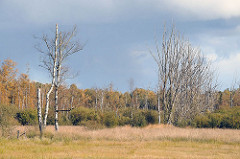 Kahle Birken und herbstliche Bäume am Wiesenrand - Duvenstedter Brook