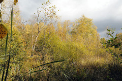 undurchdringliche Naturlandschaft - Naturschutzgebiet Duvenstedter Brook.