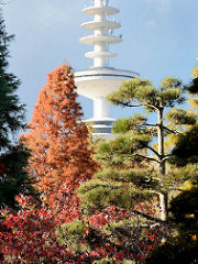 Japanischer Garten in Planten un Blomen - Ahorn mit Herbstfärbung; Hamburger Fernsehturm in der Sonne.