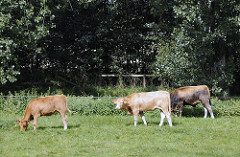 Bilder aus Billwerder Weide mit Kühen, Billdeich.