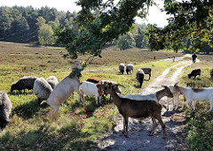 Weidende Herde Heidschnucken und Ziegen in der Fischbeker Heide - eine Ziege hat sich auf die Hinterbeine gestellt und frisst das Laub vom Zweig einer Eiche.