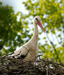 Storch im Nest.