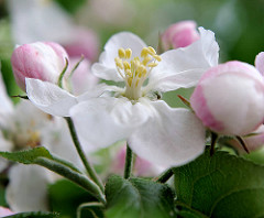 Nahaufnahme / Macro einer geöffneten Apfelblüte - Blütenstempel.